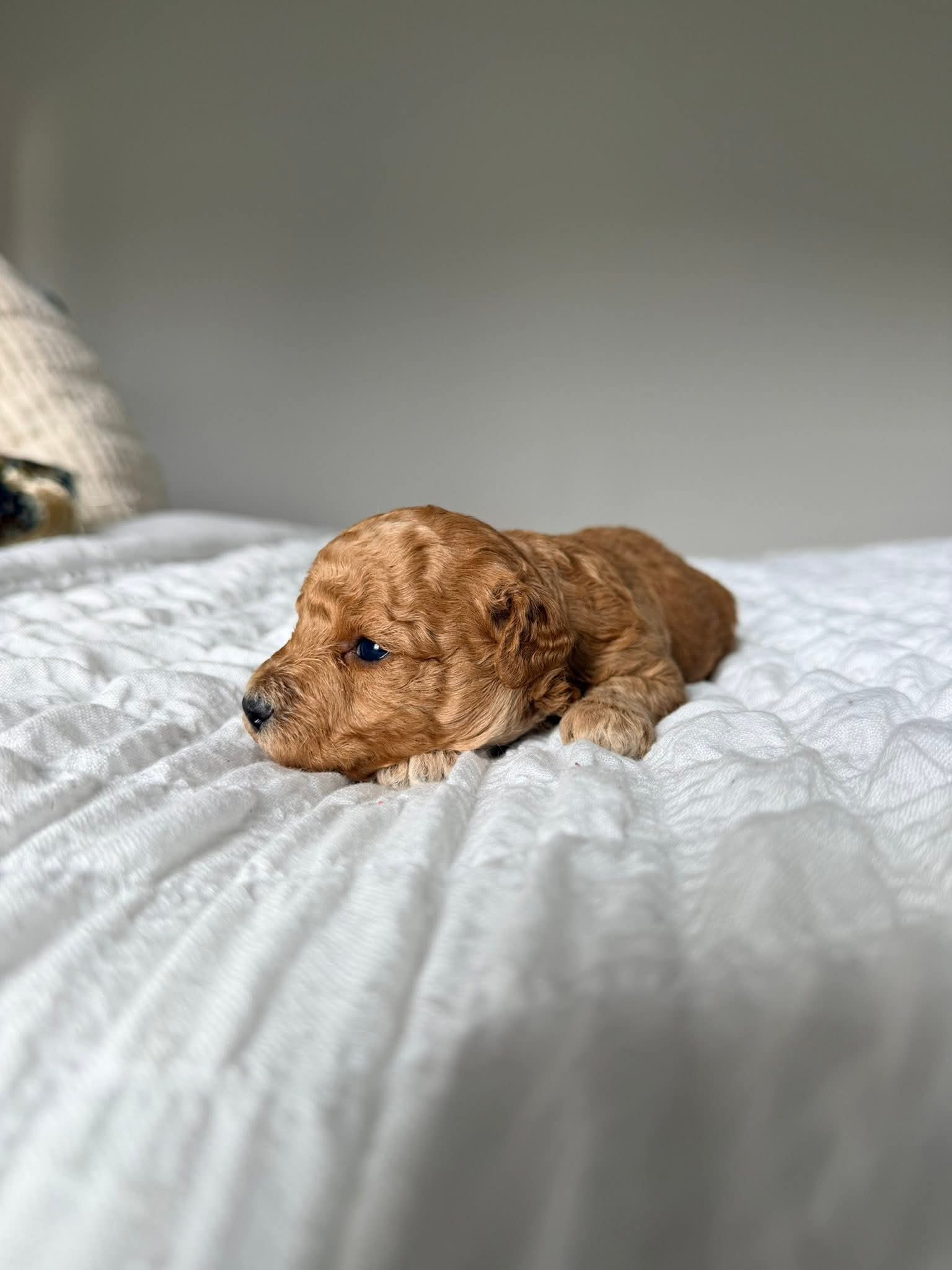 Gallery image 1 of Brizzy