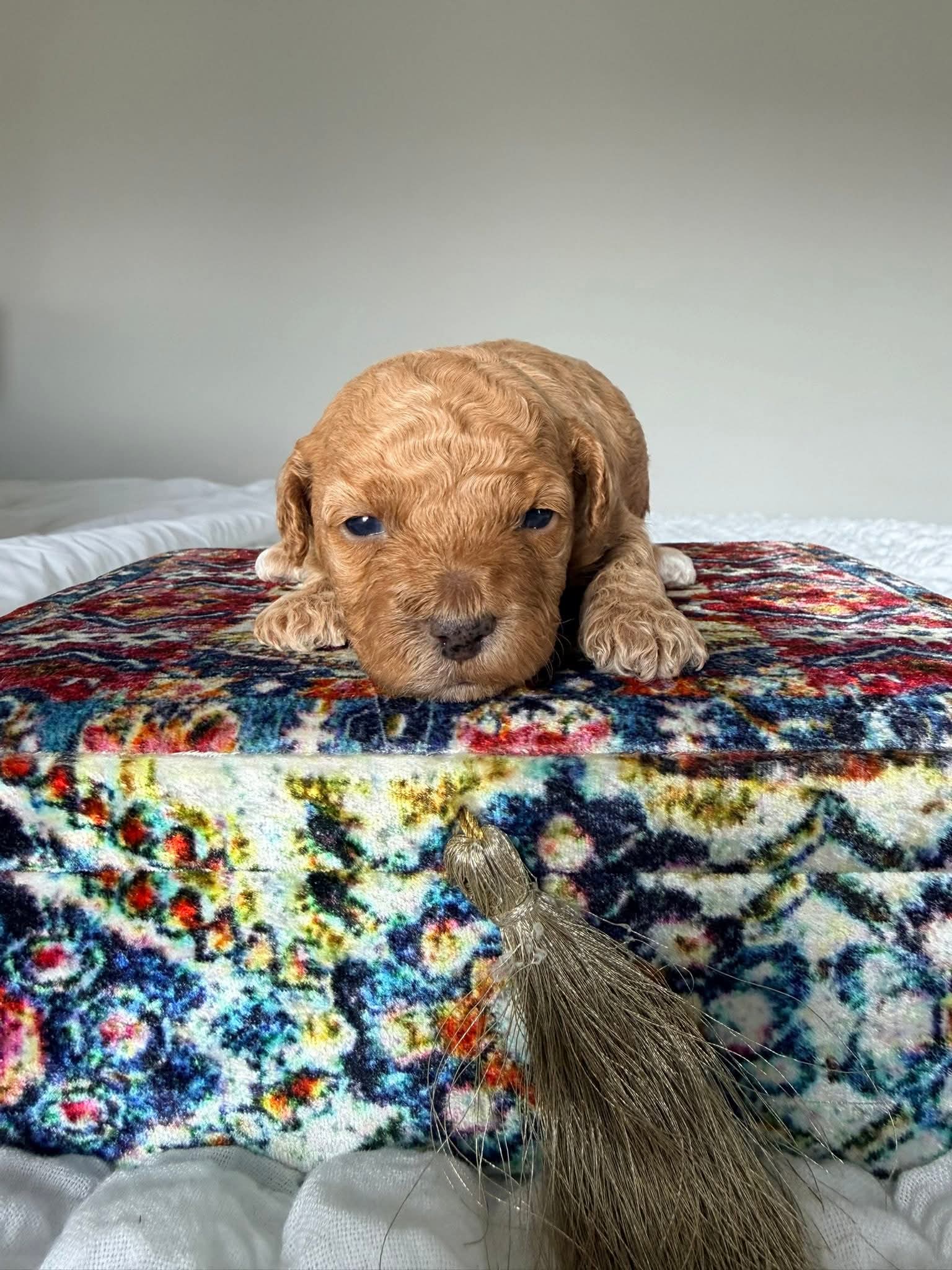 Gallery image 1 of Lilly