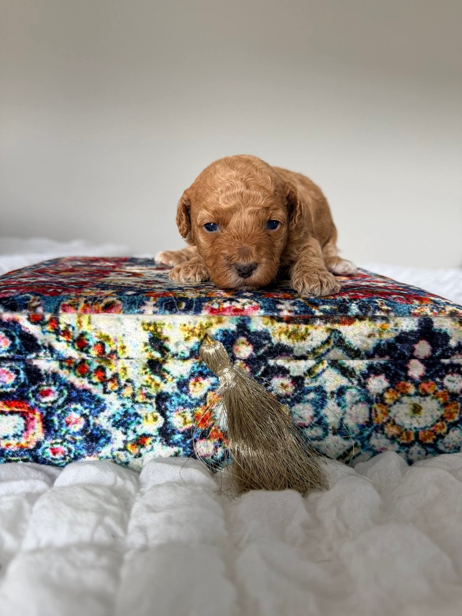 Gallery image 2 of Lilly