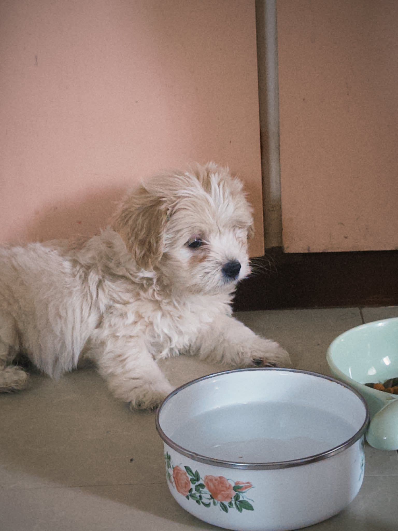 Gallery image 1 of Kobe