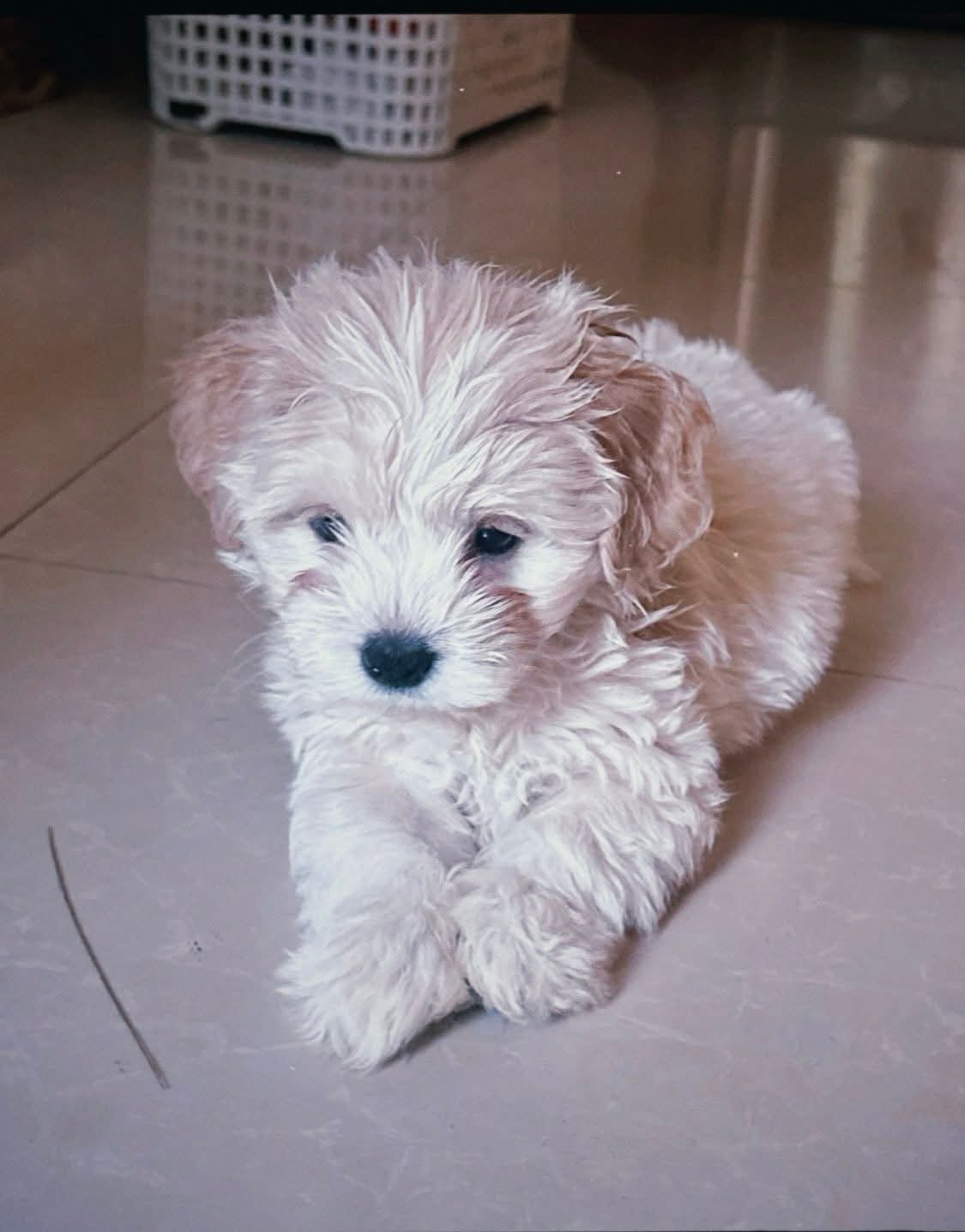 Gallery image 2 of Kobe