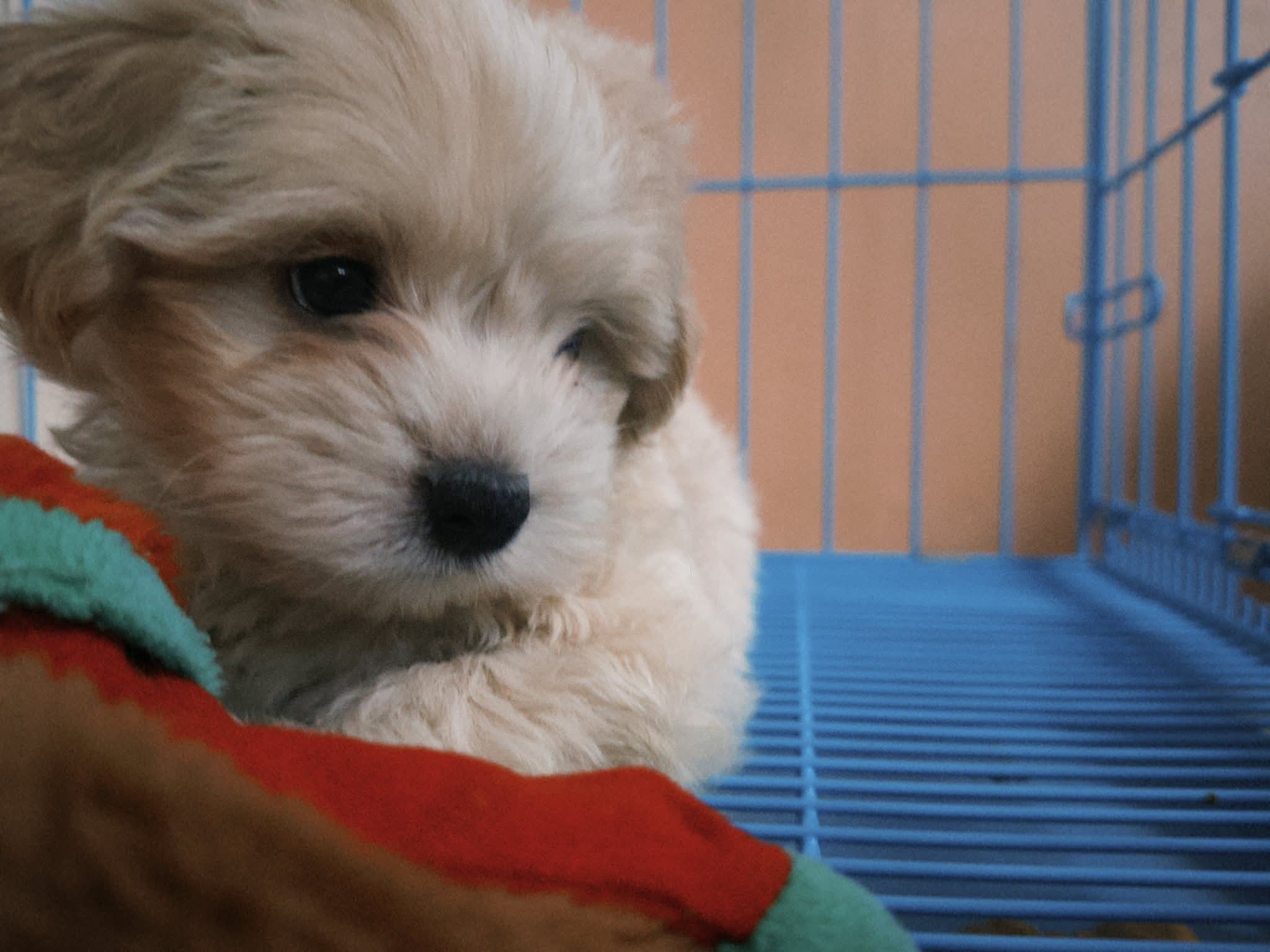 Gallery image 3 of Kobe