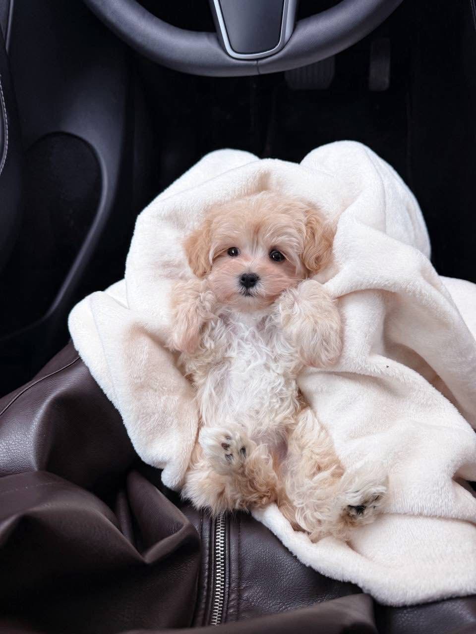 Gallery image 2 of Lizzy