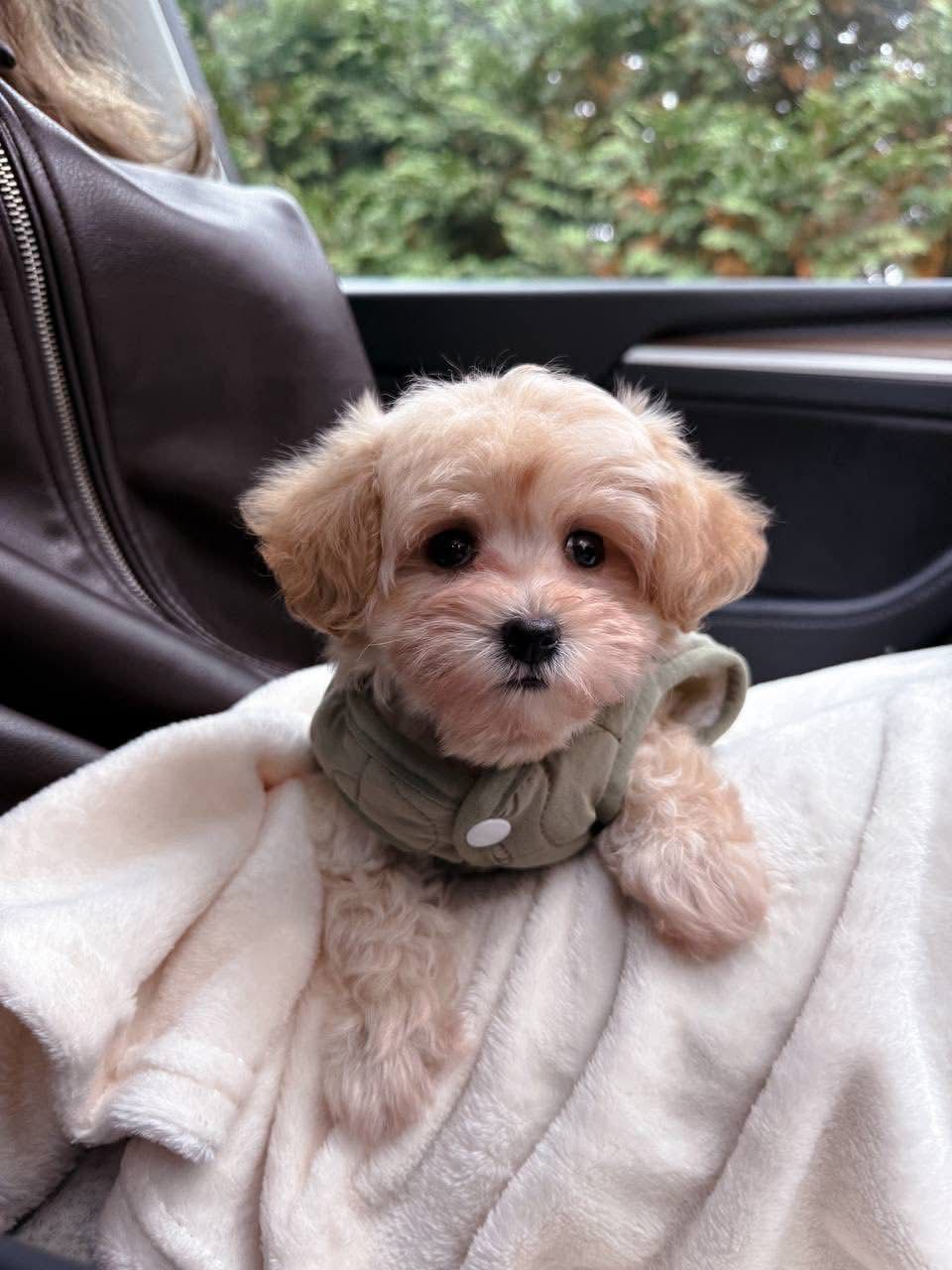 Gallery image 3 of Lizzy