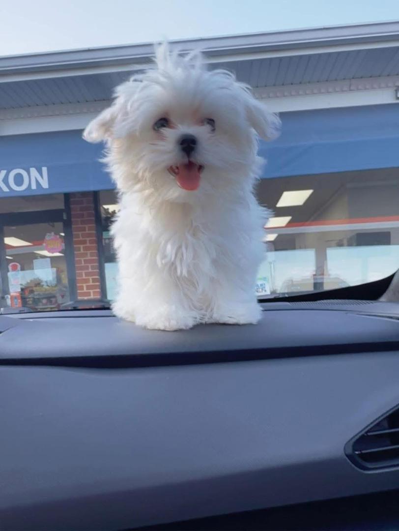 Gallery image 2 of Daisy