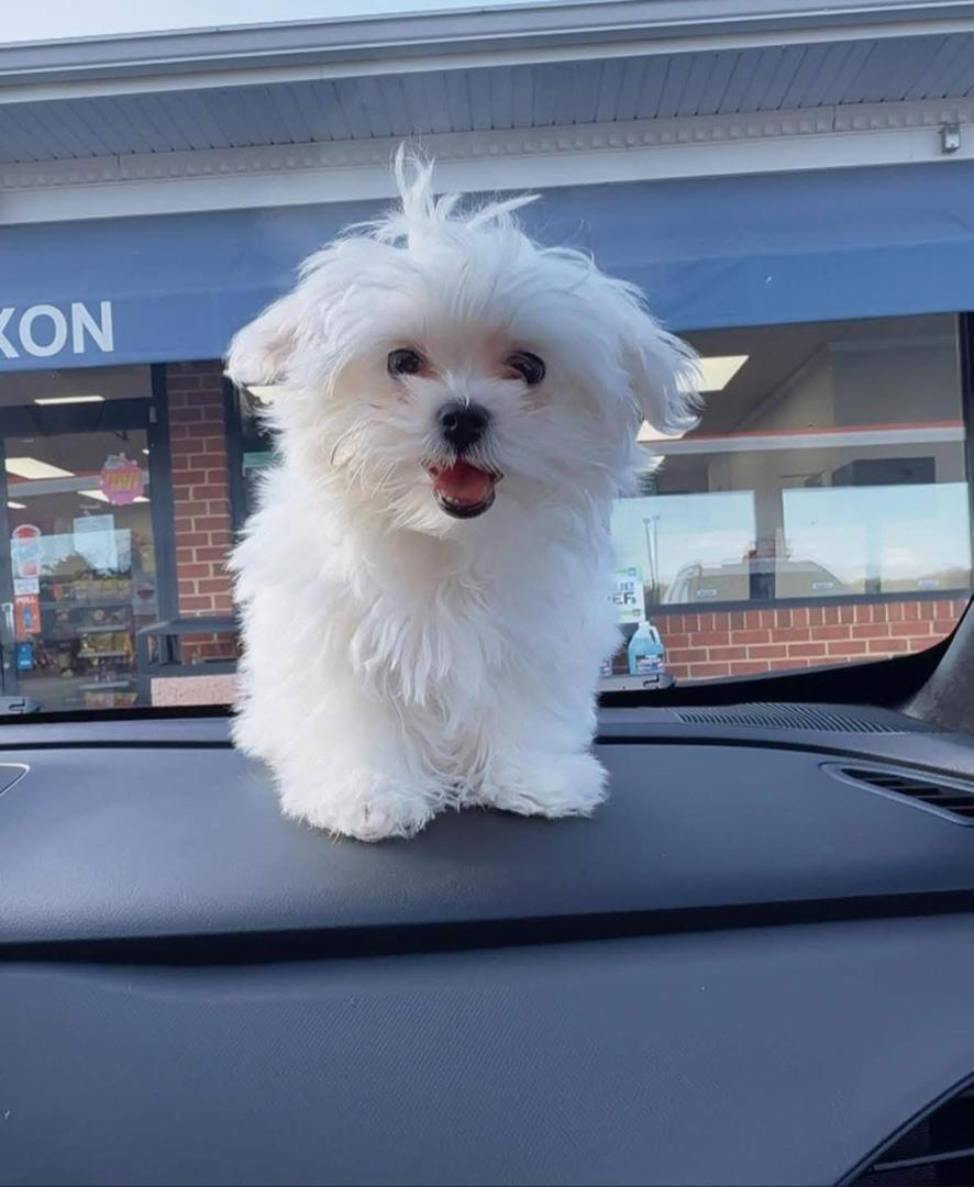 Gallery image 3 of Daisy