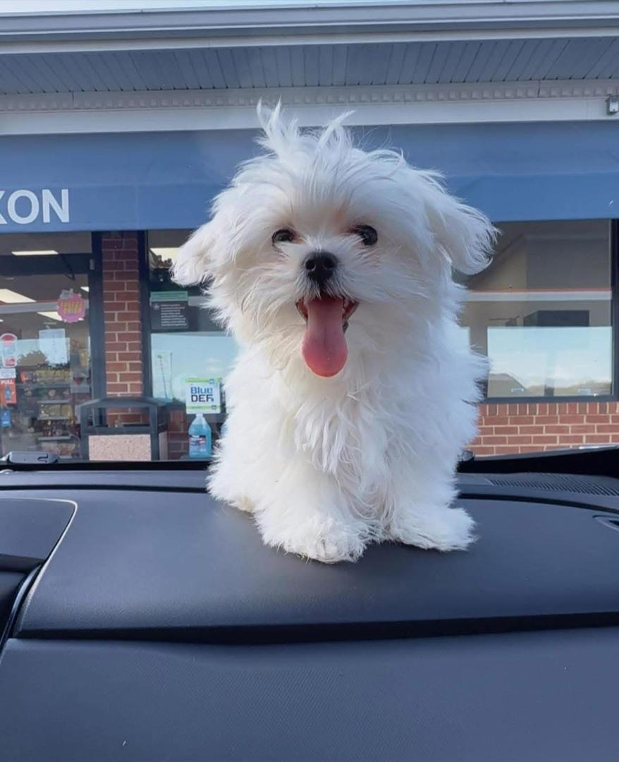 Gallery image 1 of Daisy