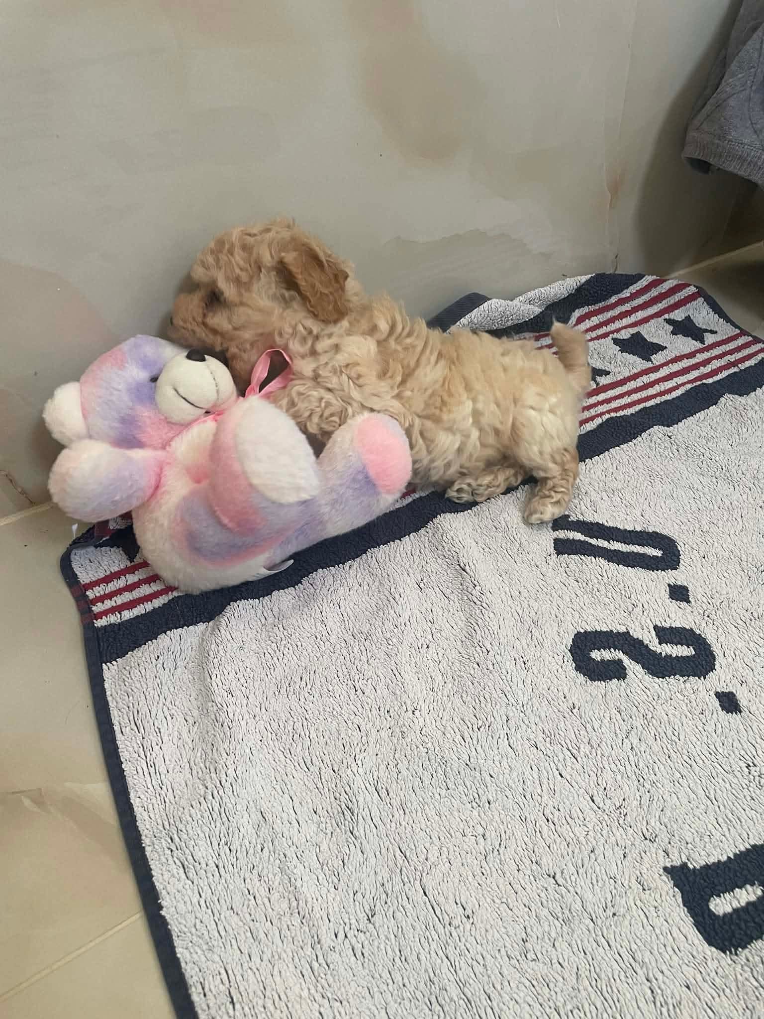 Gallery image 1 of Lino