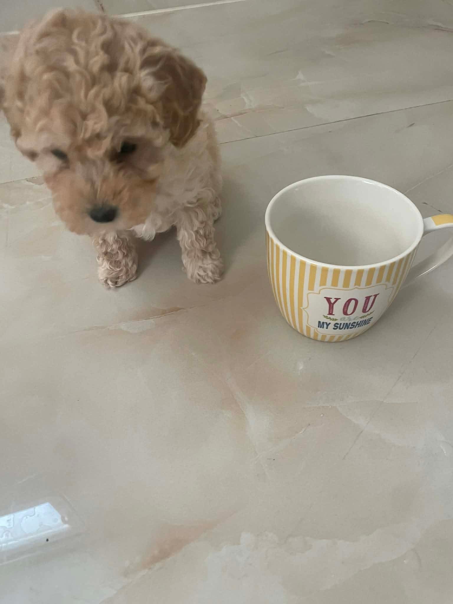 Gallery image 2 of Lino