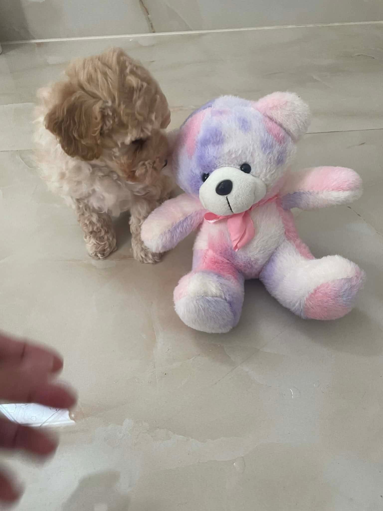 Gallery image 3 of Lino