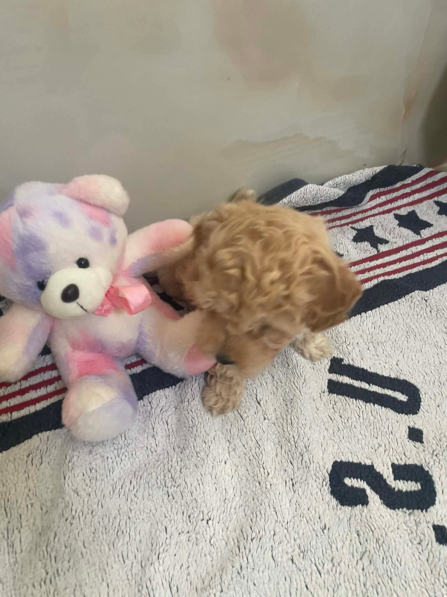 Gallery image 4 of Lino