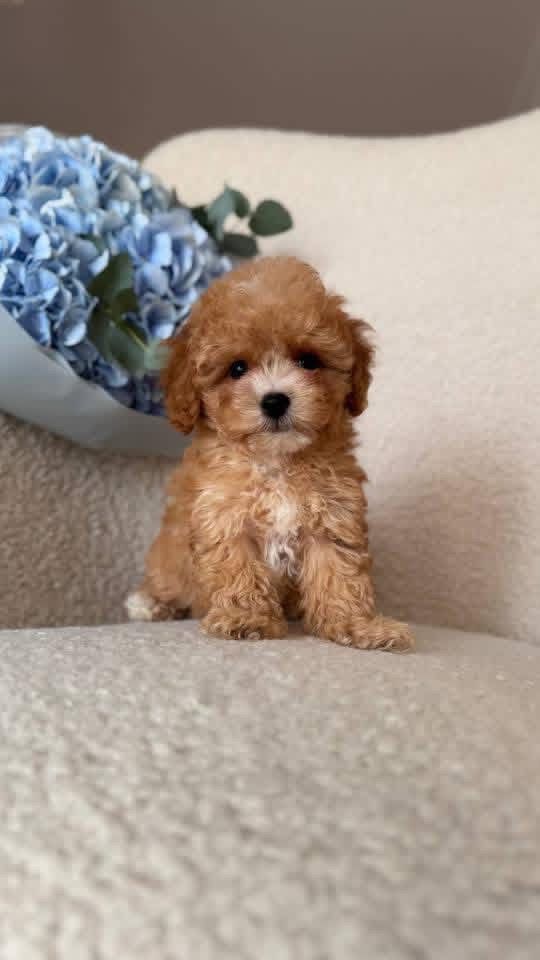 Gallery image 4 of Brizzy