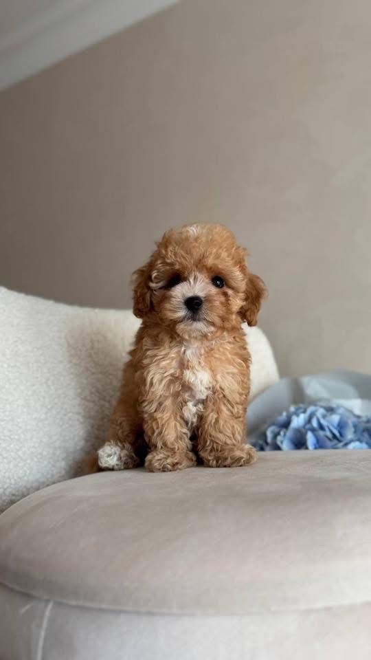 Gallery image 1 of Brizzy