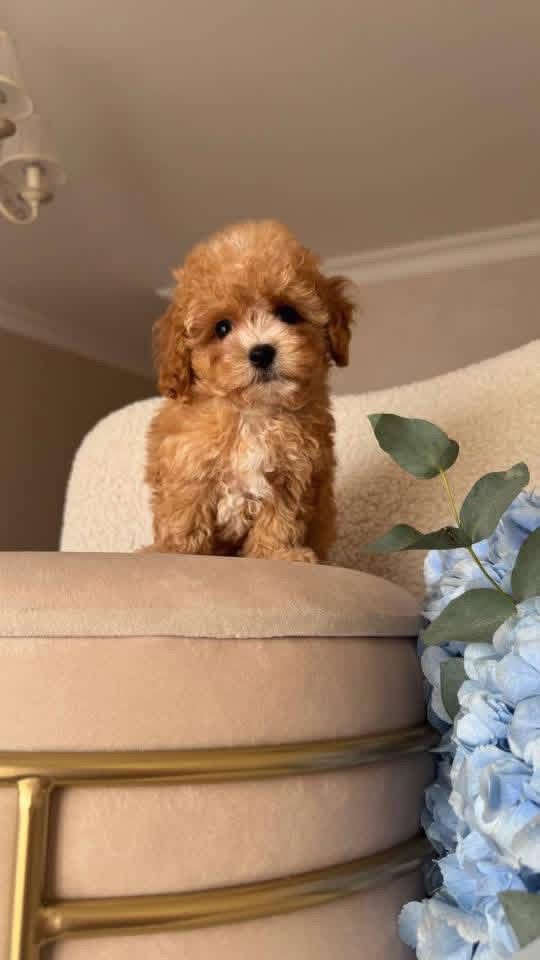 Gallery image 2 of Brizzy