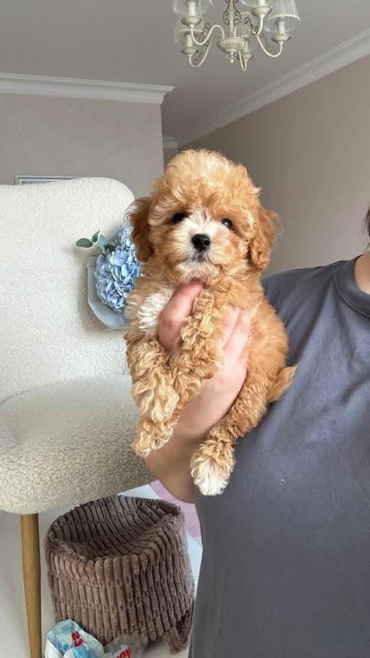 Gallery image 3 of Brizzy