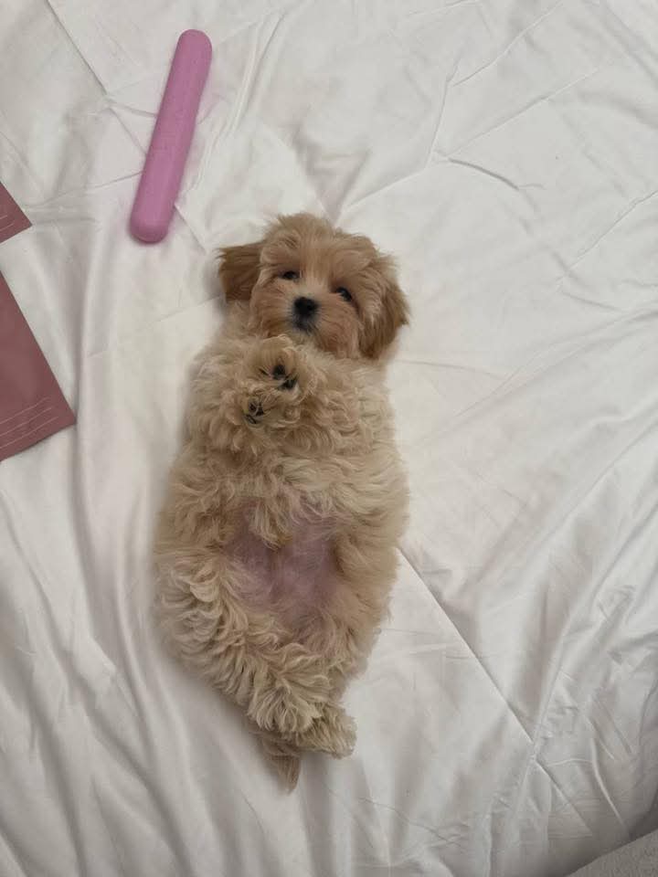 Gallery image 1 of Daisy