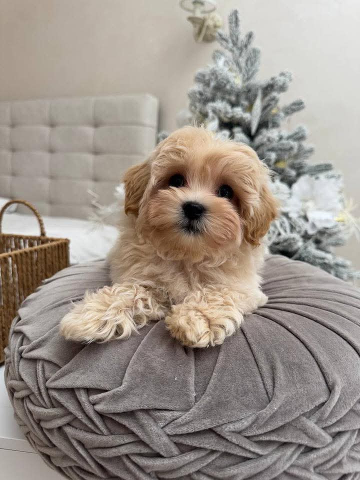 Gallery image 2 of Daisy