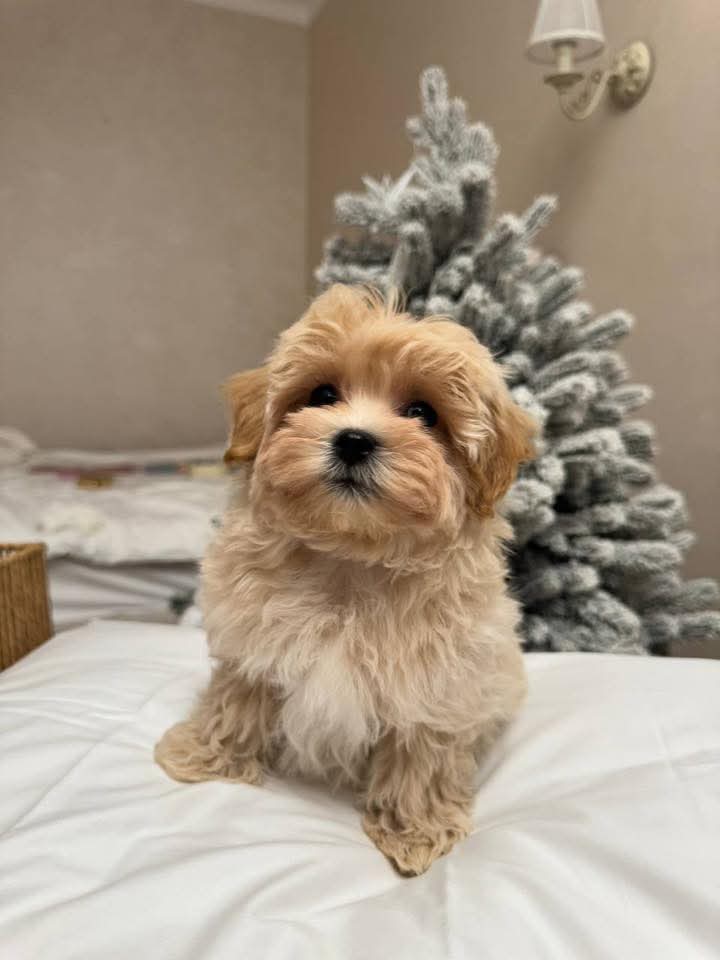 Gallery image 3 of Daisy