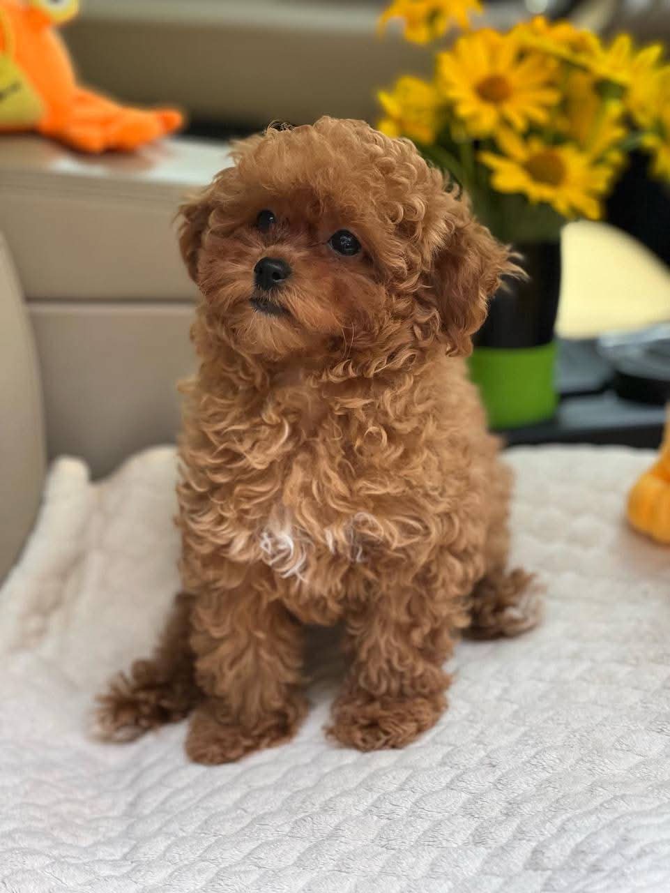 Gallery image 4 of Angle