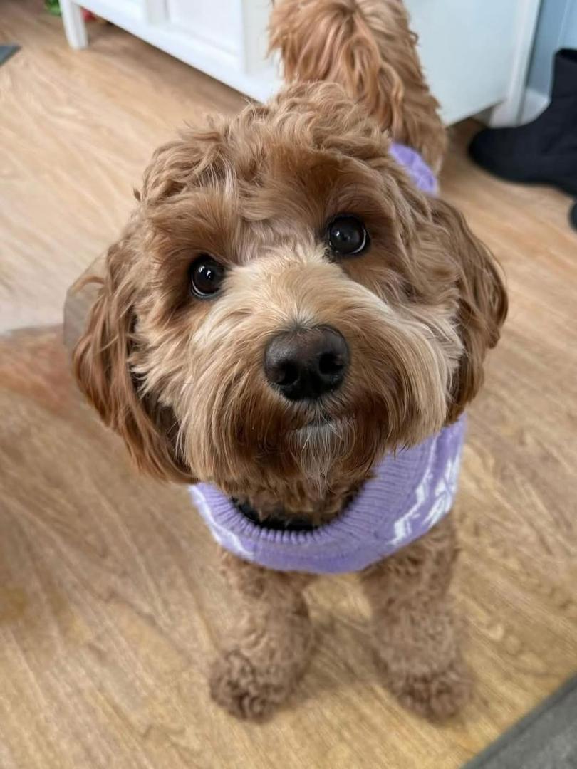 Gallery image 2 of Lilly